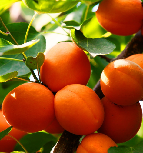 杏树剪枝正确方法