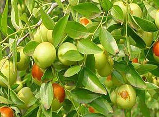 家里种枣树的需要注意什么呢