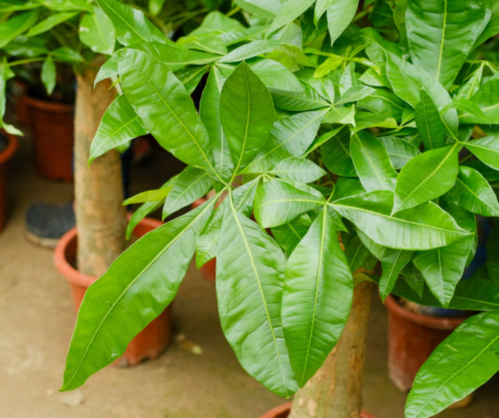 挤着养发财树好吗