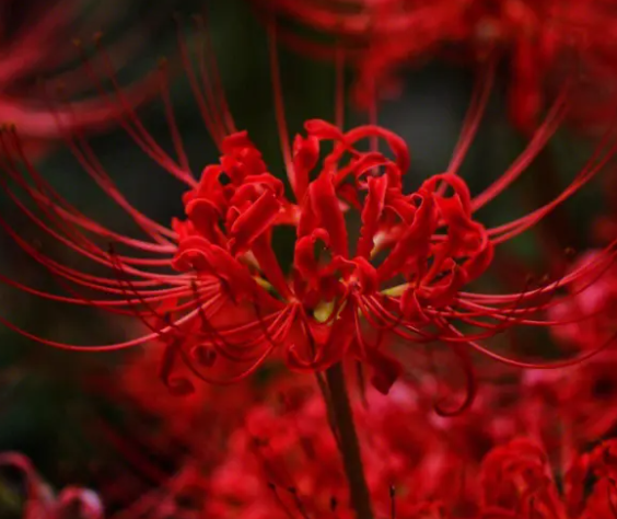 十种招鬼的花是什么呢