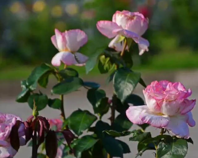 月季花使用无机肥的注意事项是什么呢