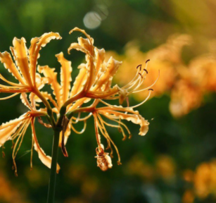 彼岸花休眠期如何养护呢