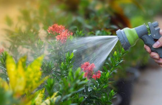 自来水浇花的注意事项是什么呢