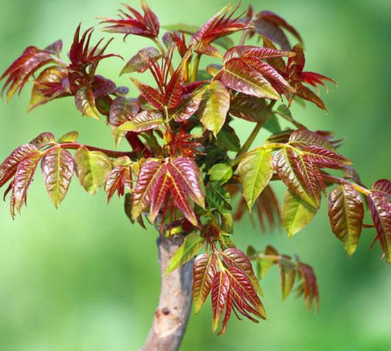 九月份可以移栽香椿树吗