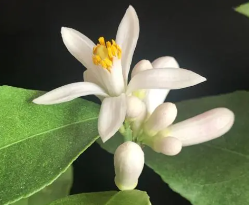 柠檬开花时上什么肥好