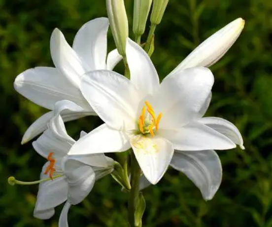 吃的百合和百合花有关系吗