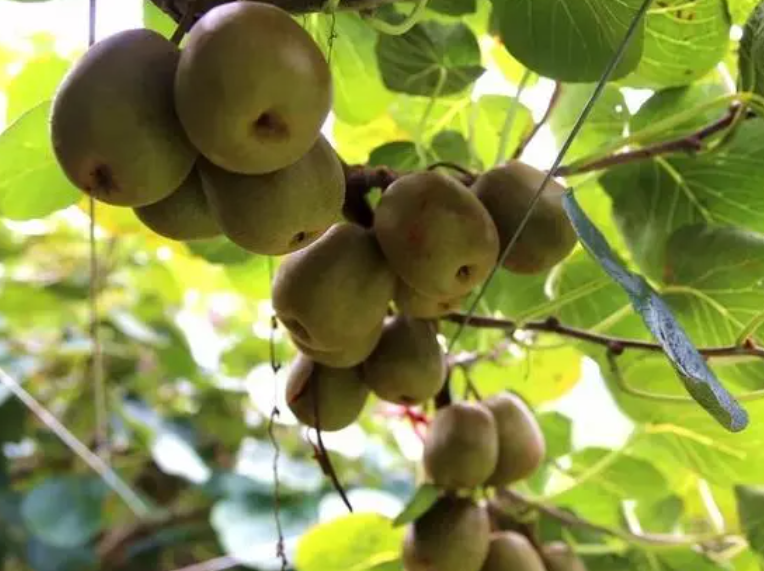 猕猴桃树什么时候种植