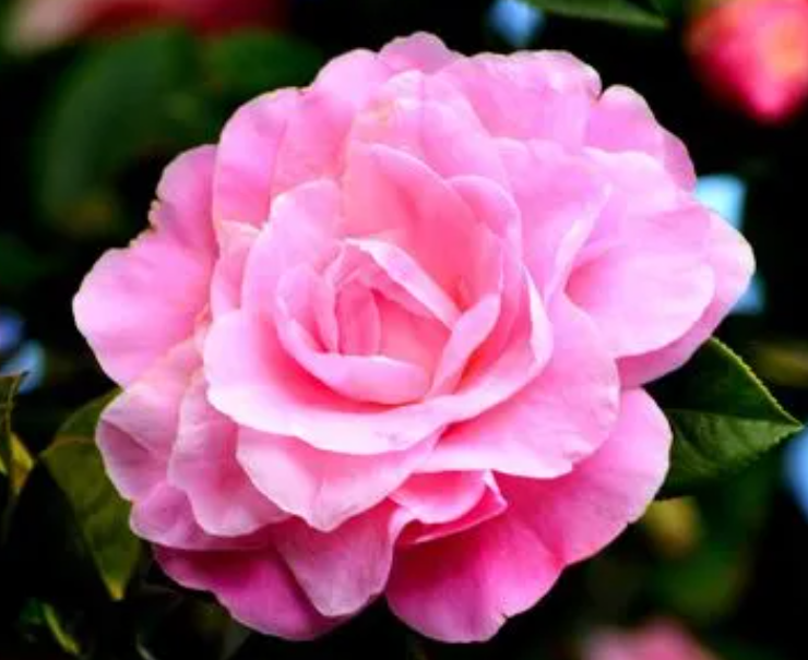 茶花可以施有机肥吗