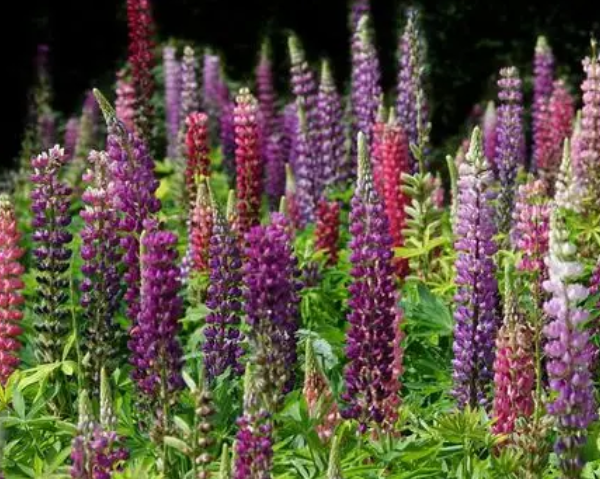 鲁冰花种子的种植方法和时间是什么呢