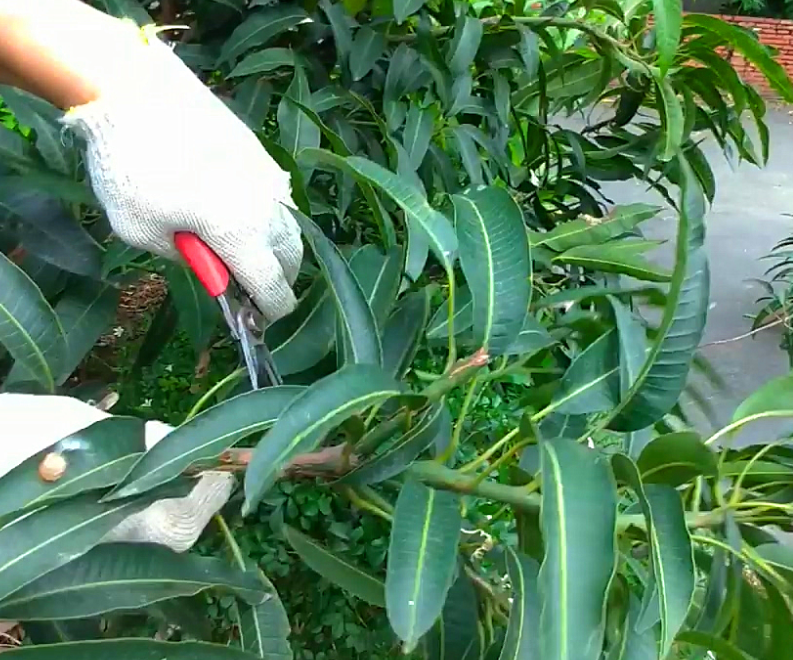 芒果树幼苗怎么修剪