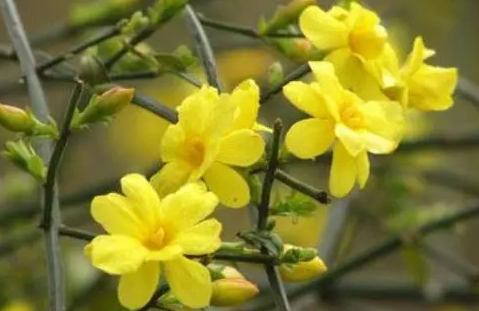 迎春花为什么不开花