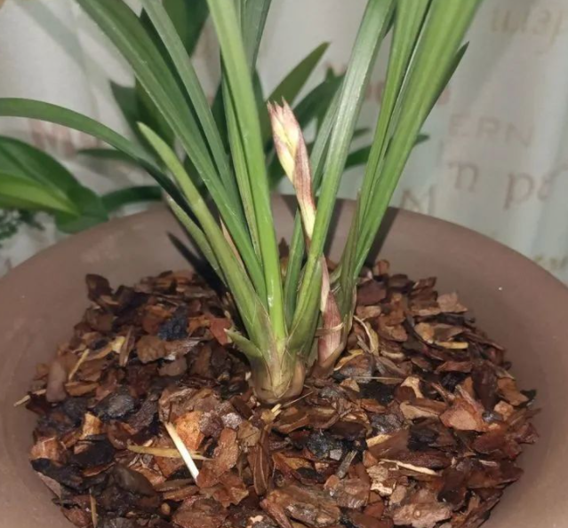 养兰花用什么树皮最好