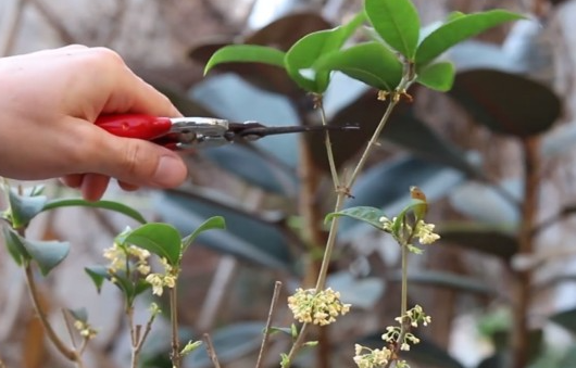 桂花冬天能修剪吗