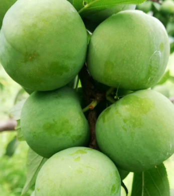 李子树种在院子里的哪个位置好