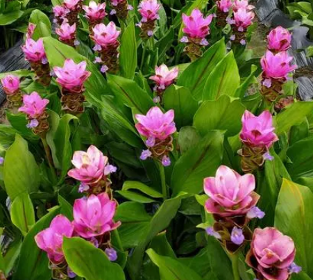 姜荷花怎样催芽