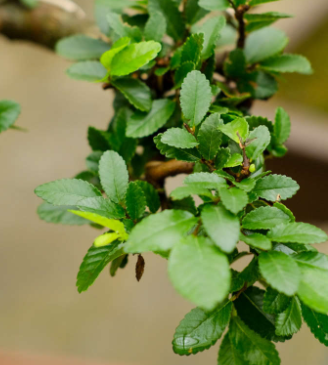 榆树喜欢什么土壤