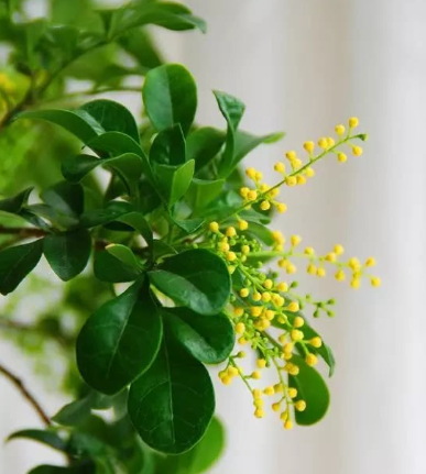 米兰花浇什么水最好