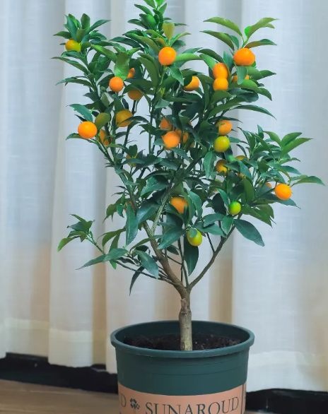 金桔树苗移栽几天能活