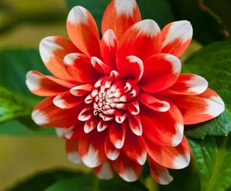 大丽花幼苗需要摘心吗