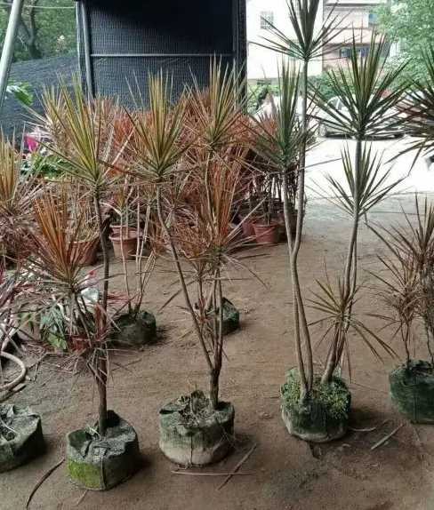 彩铁树养殖方法