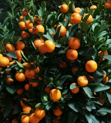 桔子树六月可以移栽吗