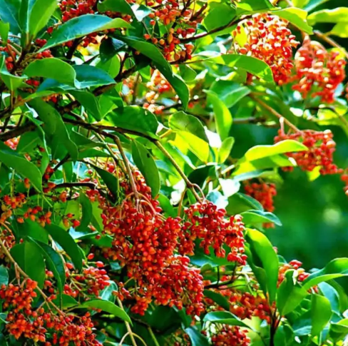 珊瑚树多肉皱缩了