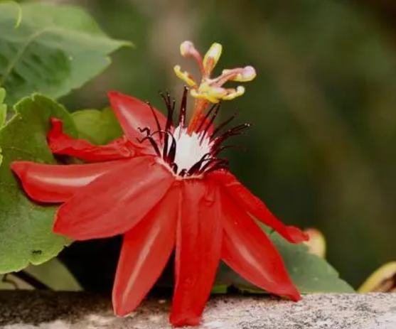 红花西番莲的花语