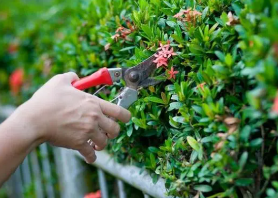 花木怎样修剪和整枝