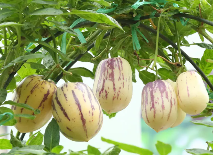 人参果树适合什么地方栽