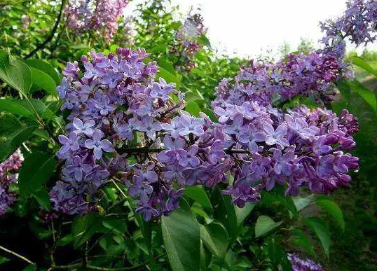 丁香花几月扦插容易成活