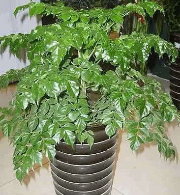 盆栽菜豆树养殖方法