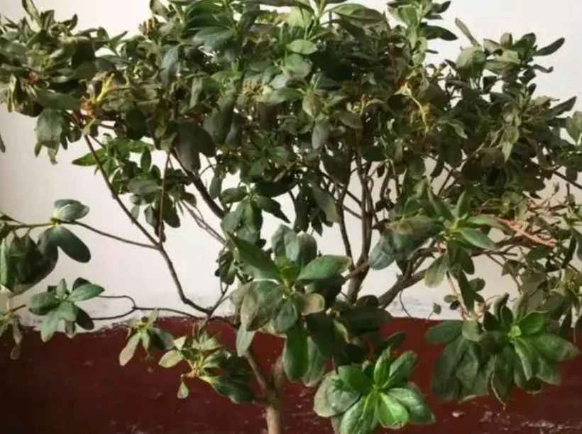 杜鹃花换土后叶子蔫了