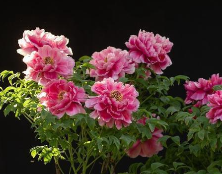 牡丹花在家里的好处