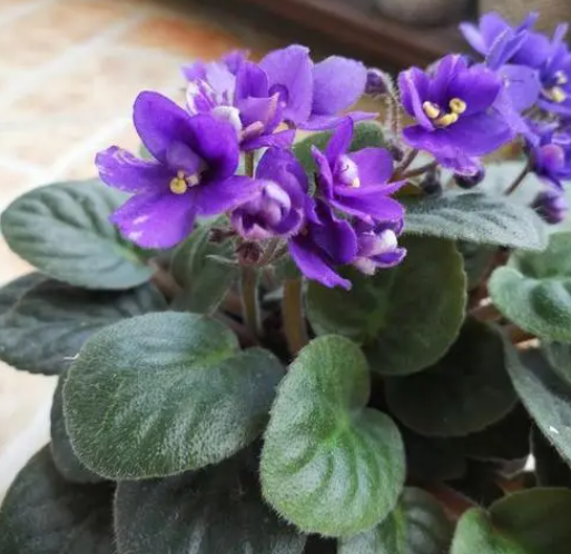 紫罗兰什么时候开花