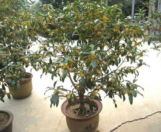 如何养好桂花树