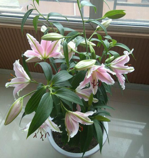 盆栽百合花期多久