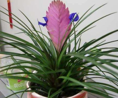 铁兰分株几年开花