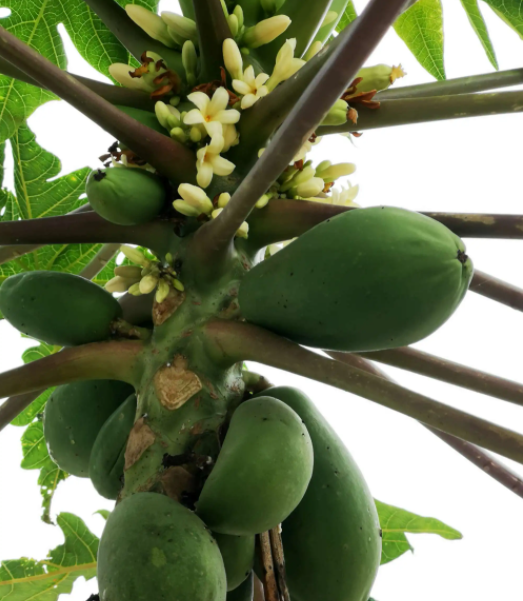 木瓜树只开花不结果