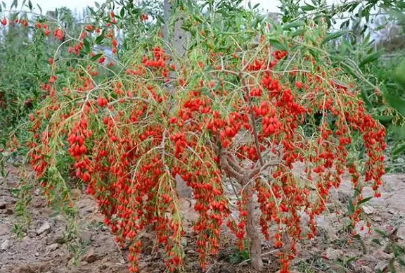 枸杞树移栽后注意事项