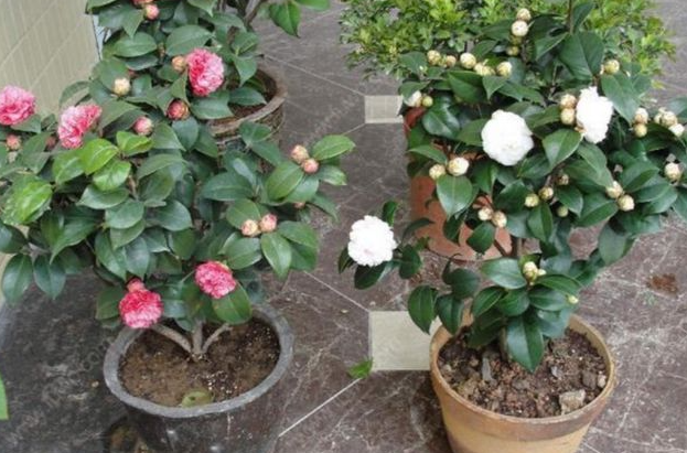 茶花可以用普通土种吗
