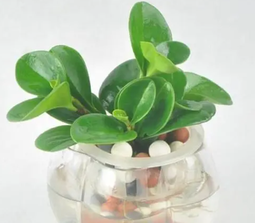 水培碧玉花的养殖方法