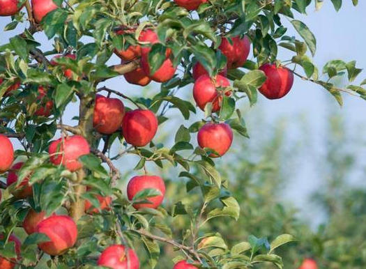 果树基肥施用方法是什么呢