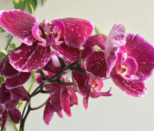 一棵蝴蝶兰有几个花剑