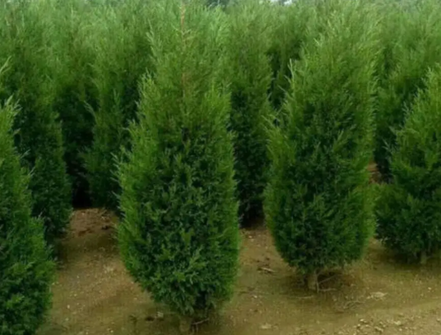 家种扁柏树的风水作用是什么呢