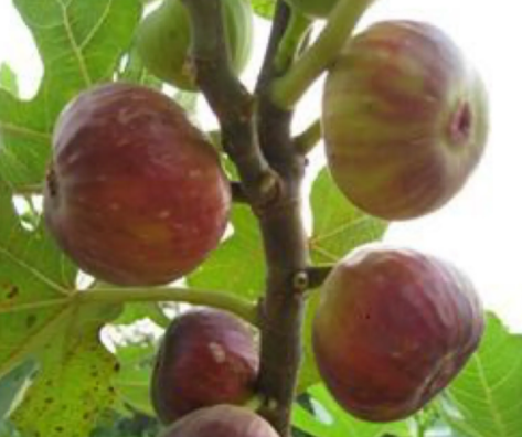 无花果扦插后多久移栽