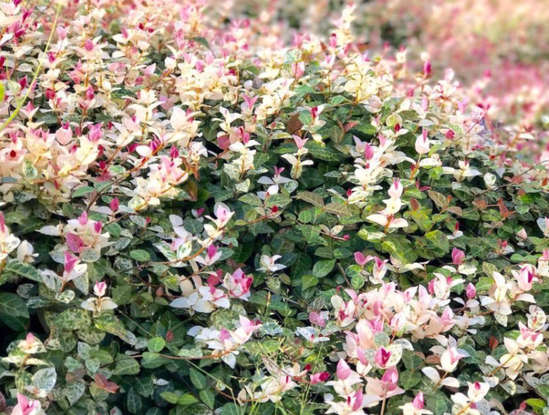 花叶络石好养活吗