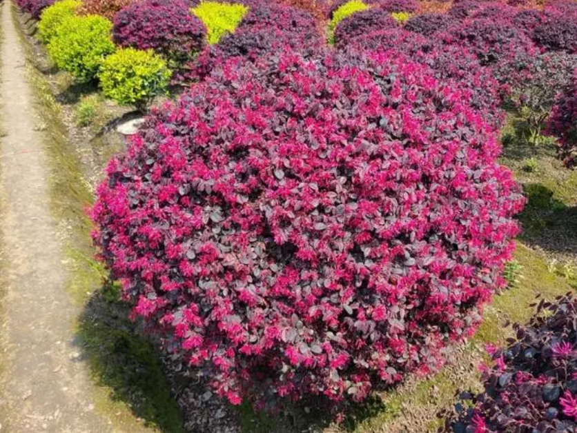 红花继木北方室外种植耐寒多少