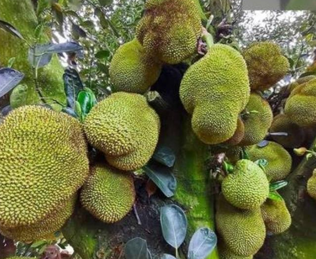 树菠萝要多少年才结果