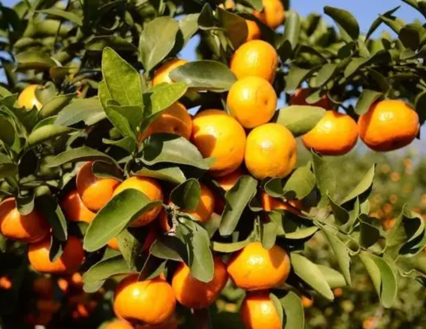 六年沙糖桔树能有多高