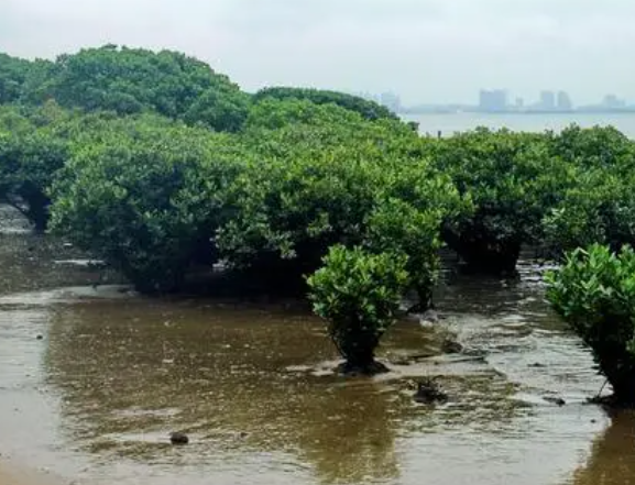 湿地种植什么树木